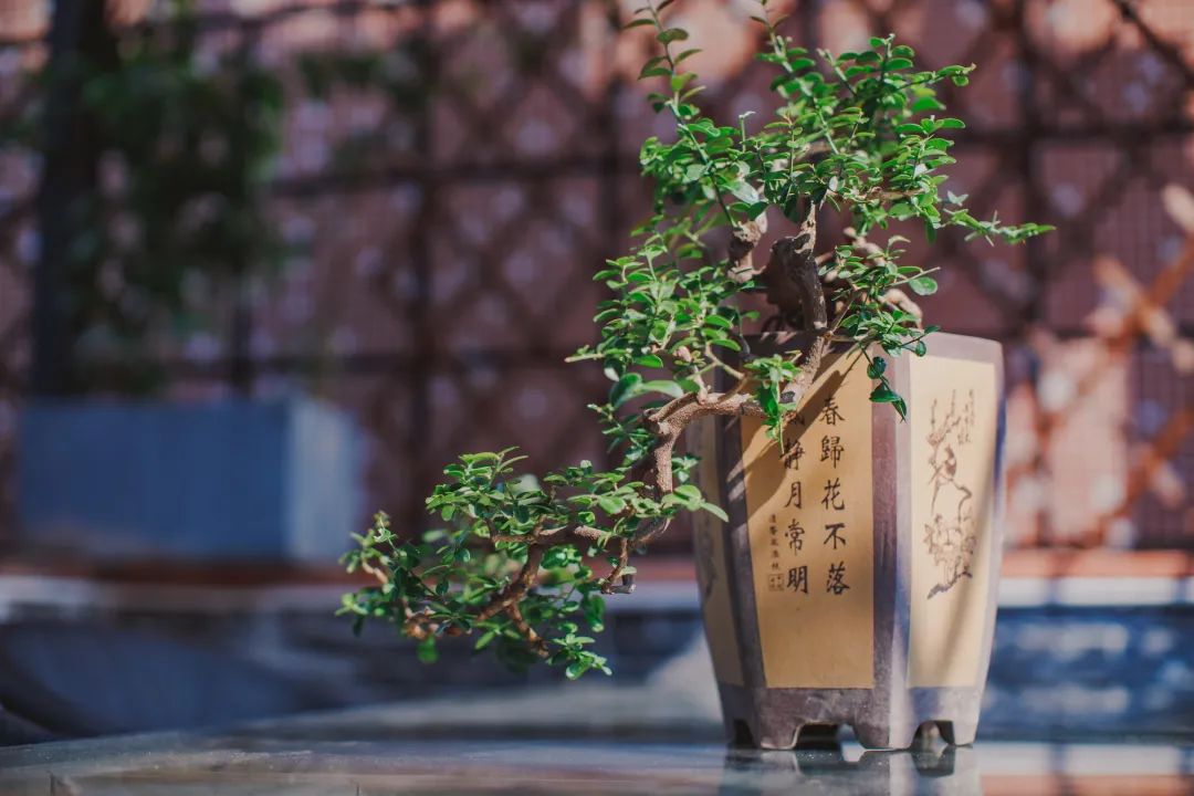2N3A8158_调整大小.jpg 图片