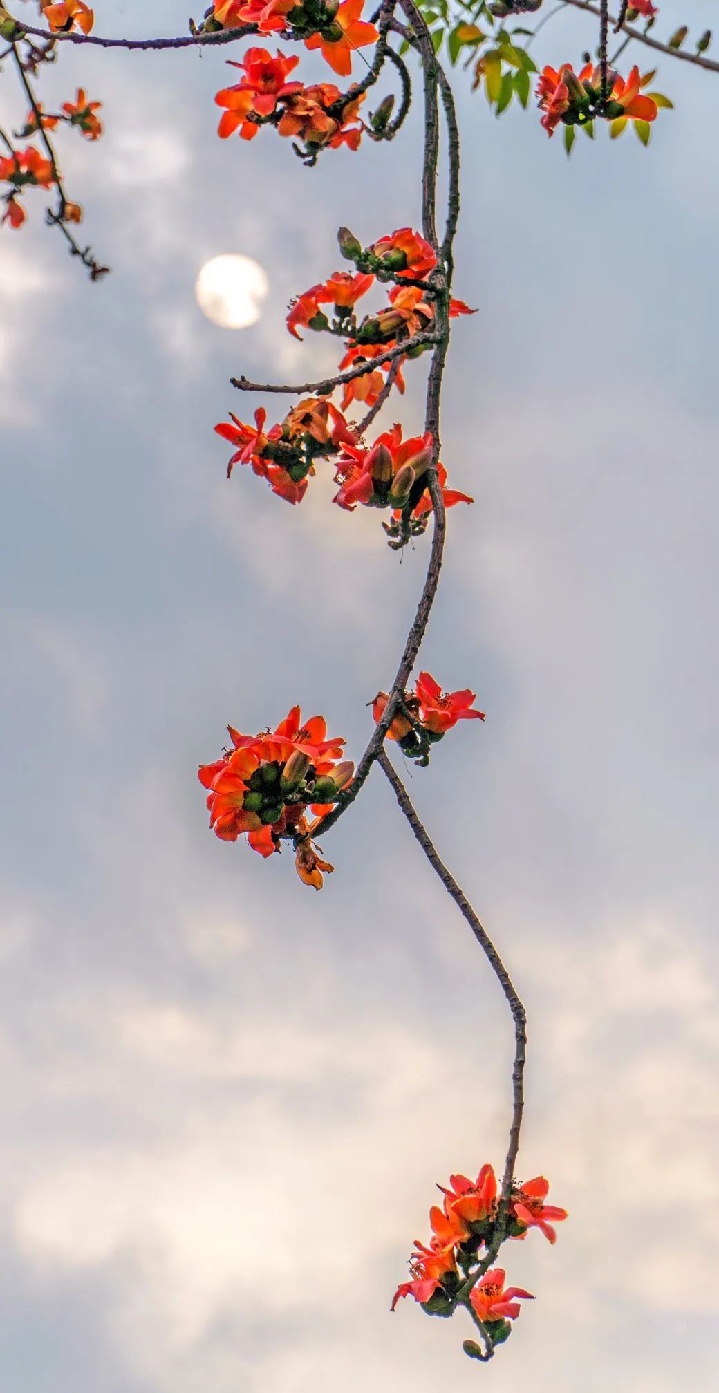 _DSC0947.jpg 图片